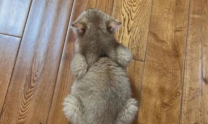 猫传腹母鸡蹲是什么样