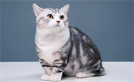 猫咪软便和换粮有关系吗
