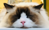 生小猫脐带怎么处理