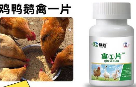 雄牧禽一片的功效与作用 雄牧禽一片的功效与作用