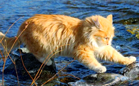 猫咪厌水是怎么回事 猫咪厌水是怎么回事