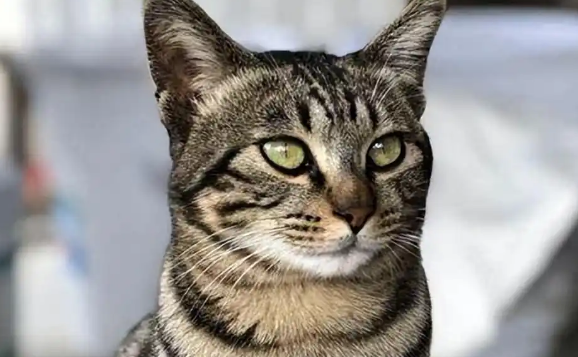 营养不良会导致猫咪早产吗 营养不良会导致猫咪早产吗