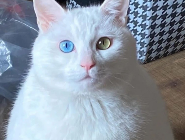 了解异瞳猫的寓意和象征,再考虑要不要养 了解异瞳猫的寓意和象征,再考虑要不要养