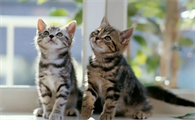 猫咪便秘后能给它吃处方粮吗