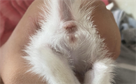 小猫出生多久能看公母