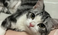 猫眼睛上面的毛秃了是什么情况