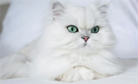 猫咪抑郁症会攻击人吗