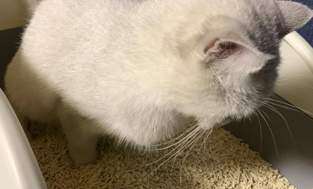 咪咕猫砂哪生产的 咪咕猫砂哪生产的