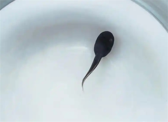 蝌蚪的天敌是谁