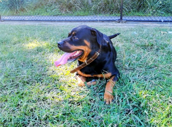 罗威纳犬性格盘点 罗威纳犬性格盘点