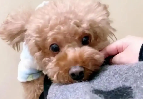 泰迪的这些行为，其实是在“认错”，还有很多人不懂！