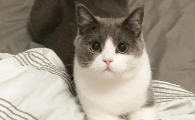 猫便血吃什么消炎药好