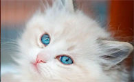 猫洗澡频率过高会有什么不良影响