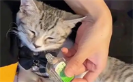 猫鼻子抹风油精多久才会没事