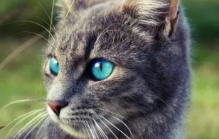 蓝眼睛猫咪与异瞳猫的奥秘与成因揭秘 蓝眼睛猫咪与异瞳猫的奥秘与成因揭秘