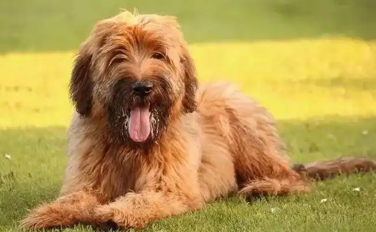 伯瑞犬多大产仔？繁殖周期与护理要点！