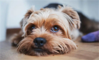 幼犬骨折会影响骨骼发育吗
