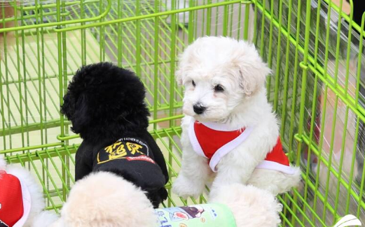 “萌宠奇妙日”开启宠物经济新热潮 “萌宠奇妙日”开启宠物经济新热潮