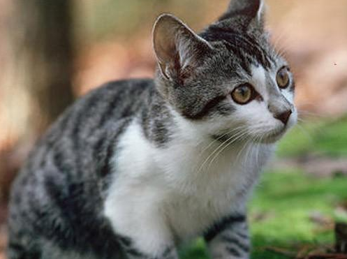 猫咪在地上蹭屁股是咋回事