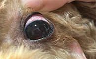 狗狗眼睛发红能自愈吗