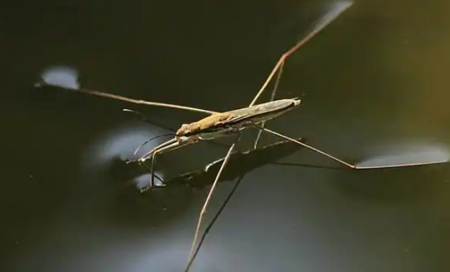 水蜘蛛会对鱼苗产生影响吗? 水蜘蛛会对鱼苗产生影响吗?