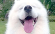 狗狗眼睛发红是怎么回事吃什么药