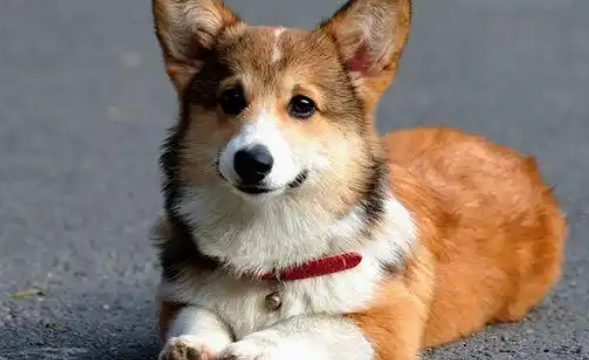 威尔斯柯基犬为什么不建议养?看完这几点就知道 威尔斯柯基犬为什么不建议养?看完这几点就知道