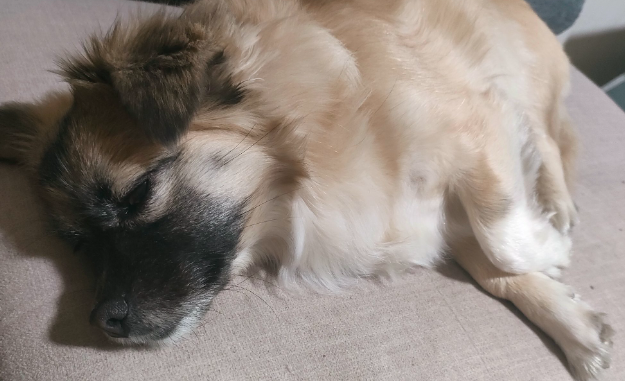 怎么预防犬瘟热