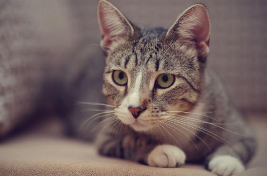猫咪抑郁症能用药物有效治疗吗？