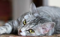 猫舔人是什么意思还用爪子抓挠