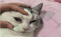 猫咪眼睛周围突然泛红了怎么回事