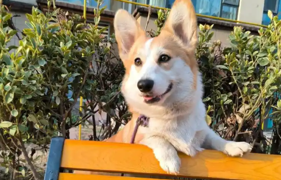 想要养好威尔斯柯基犬,这篇养护指南一定要了解 想要养好威尔斯柯基犬,这篇养护指南一定要了解