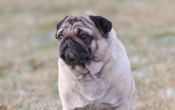 巴哥犬:丑萌界的扛把子,打呼噜界的no.1 巴哥犬:丑萌界的扛把子,打呼噜界的no.1