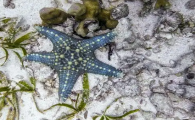 鲜海星怎么保存