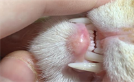 猫牙增生该怎么弄呀严重吗