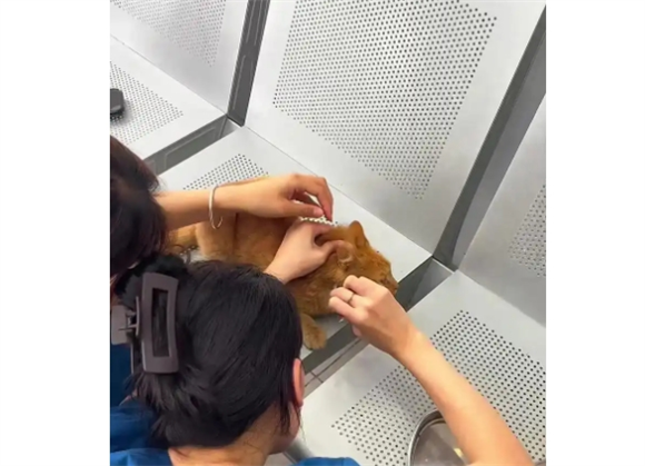 养的猫咪突然腿瘸了精神食欲不振