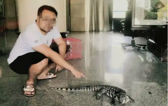 花3万多元购买3只珍稀蜥蜴 长沙男子获刑1年6个月 花3万多元购买3只珍稀蜥蜴 长沙男子获刑1年6个月