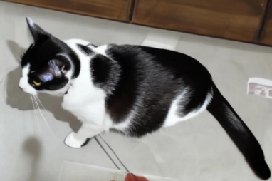 猫咪膀胱炎能痊愈吗 猫咪膀胱炎能痊愈吗