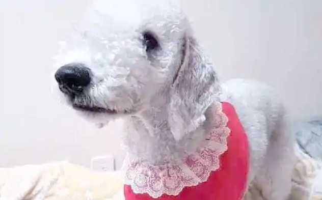 贝灵顿梗宝宝,你准备好了吗? 贝灵顿梗宝宝,你准备好了吗?