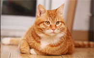 猫洗澡后出现打喷嚏是怎么回事
