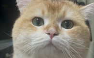 猫咪吃完呕吐是怎么回事