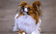 狗狗补钙期间饮食要注意什么事项?