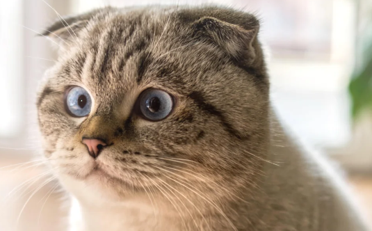 折耳猫容易得什么病 折耳猫容易得什么病