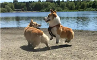 威尔斯柯基犬为什么要断尾？这6个原因，你要清楚