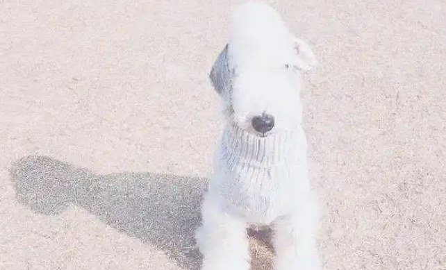 贝灵顿梗宝宝,你准备好了吗? 贝灵顿梗宝宝,你准备好了吗?