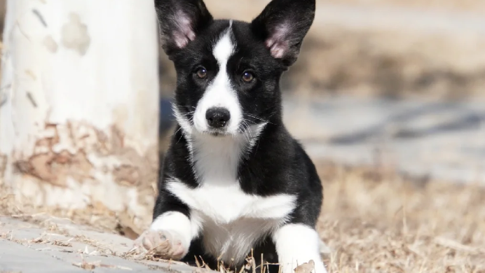 威尔斯柯基犬如何运动?兼顾活力释放与关节保护 威尔斯柯基犬如何运动?兼顾活力释放与关节保护