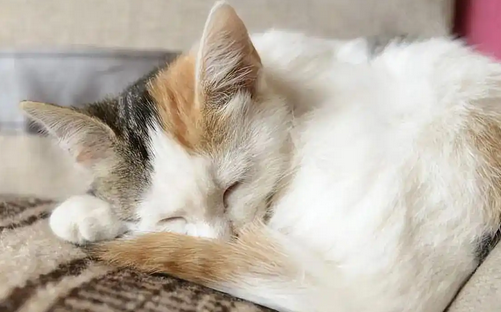 猫睡觉打呼噜是健康的表现吗