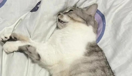 猫咪抽筋之后要多久才能恢复 猫咪抽筋之后要多久才能恢复