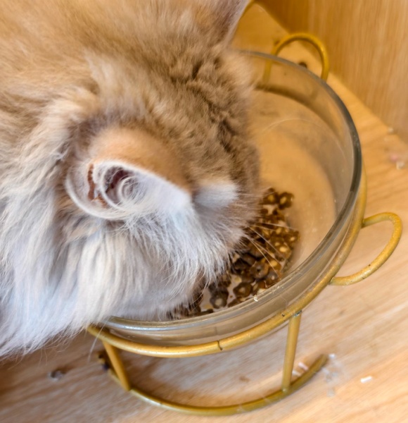 对毛发好的猫粮有哪些？布兰德猫粮——高纯超低腥尖子生