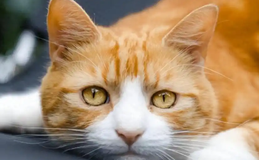 猫低血糖会导致抽搐吗 猫低血糖会导致抽搐吗